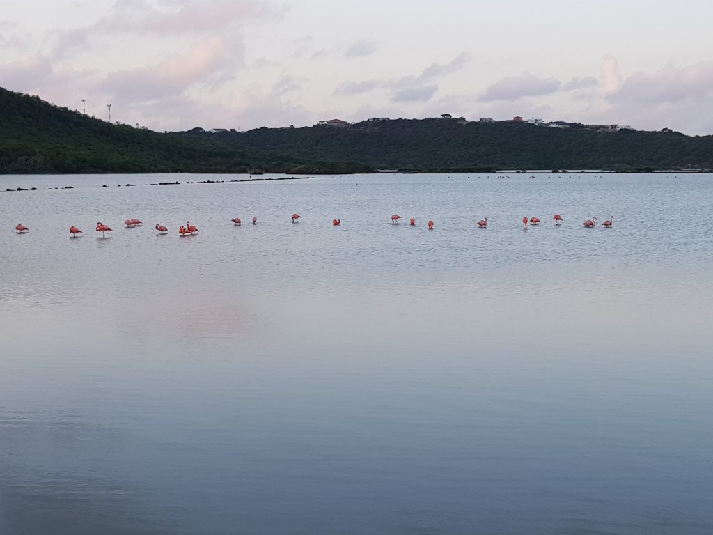 flamingo's kijken op Curaçao 