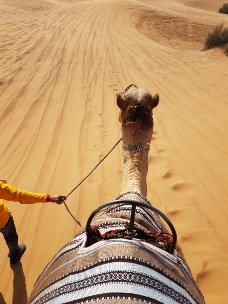 kamelenrit in woestijn Dubai